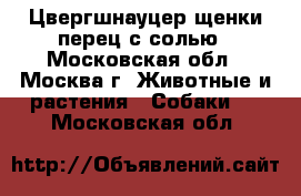 Цвергшнауцер щенки перец с солью - Московская обл., Москва г. Животные и растения » Собаки   . Московская обл.